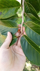 Annona crassiflora