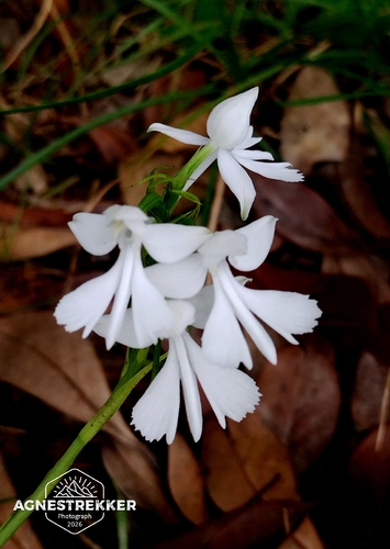 Habenaria dentata, photograph 2
