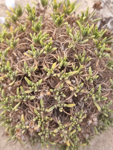 Plantago arborescens, photograph 3