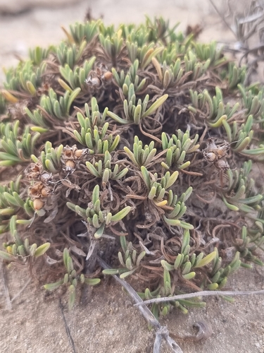 Plantago arborescens, photograph 4