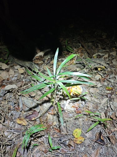 Cyrtococcum oxyphyllum observed 2026-08-24