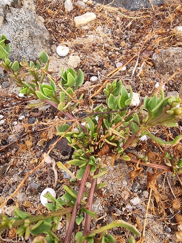 Patellifolia procumbens