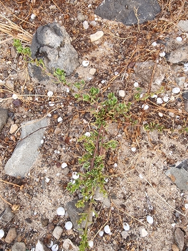 Patellifolia procumbens, photograph 2