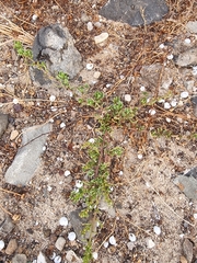 Patellifolia procumbens, photograph (c) Vítor Jorge, some rights reserved (CC BY)