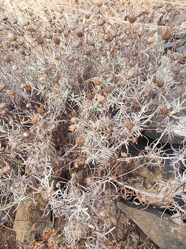 Phagnalon saxatile, photograph 2
