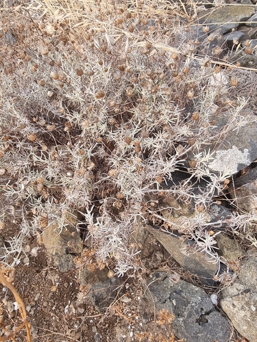 Phagnalon saxatile, photograph 3