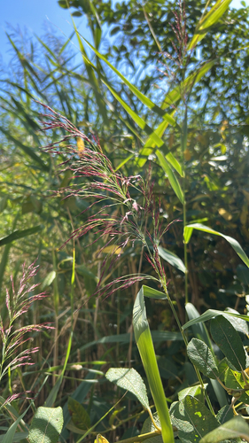 common reed