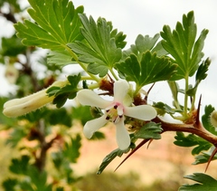Ribes leptanthum