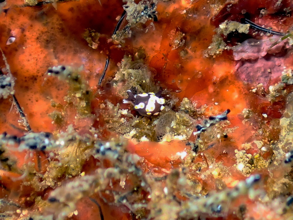 Fried Egg Bubble Snail