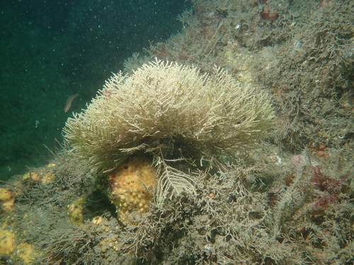 Sertularella observed 2026-08-23