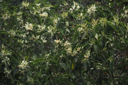 Symplocos cochinchinensis observed 2026-08-20