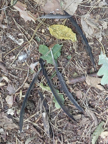 Plume de Martinet noir