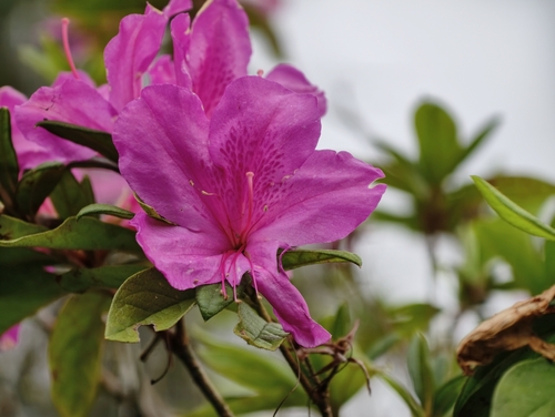 Rhododendron pulchrum