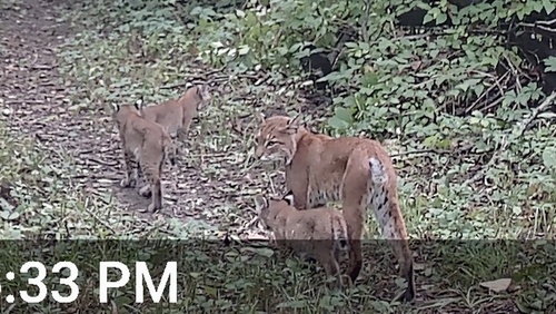 Bobcat