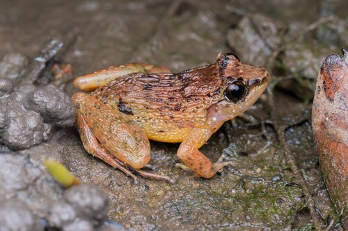 Limnonectes plicatellus observed 2026-08-23