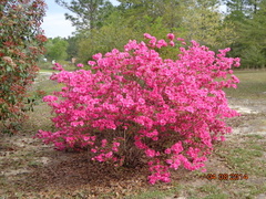 Rhododendron simsii