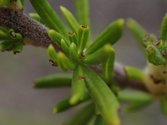 Eriogonum fasciculatum fasciculatum