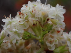 Eriogonum fasciculatum fasciculatum