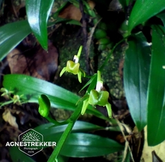 Liparis bootanensis