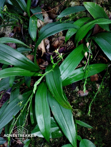 Liparis bootanensis, photograph 1