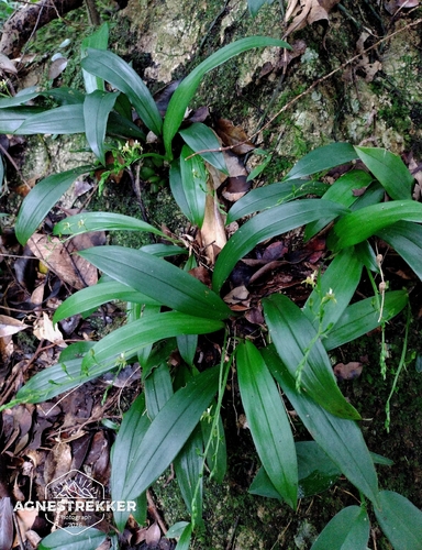 Liparis bootanensis, photograph 2