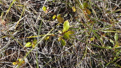 Salix arctophila