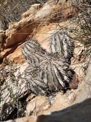 Euphorbia polygona