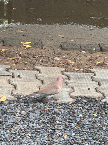 Laughing Dove