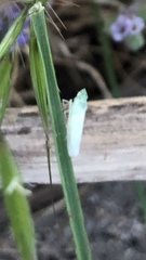 Pagaronia tredecimpunctata