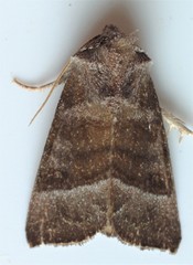 Papaipema eupatorii