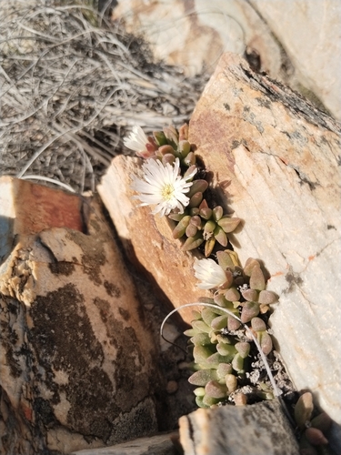 Delosperma esterhuyseniae, photograph 2