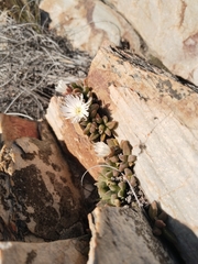 Delosperma esterhuyseniae, photograph (c) Marianne Le Roux, some rights reserved (CC BY)
