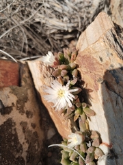 Delosperma esterhuyseniae, photograph (c) Marianne Le Roux, some rights reserved (CC BY)
