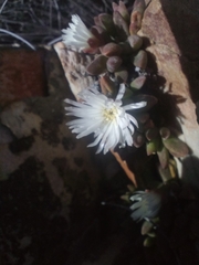 Delosperma esterhuyseniae, photograph (c) Marianne Le Roux, some rights reserved (CC BY)
