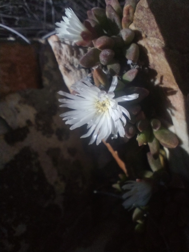 Delosperma esterhuyseniae, photograph 6