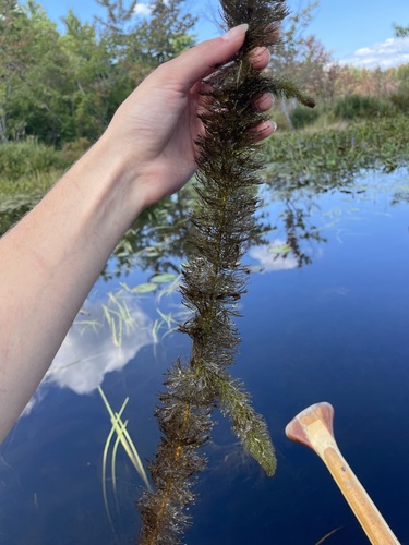 Myriophyllum heterophyllum, 2026-08-21