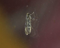 Tinea pallescentella