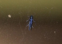 Tinea pallescentella