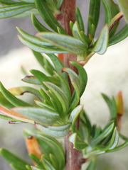 Eriogonum fasciculatum fasciculatum