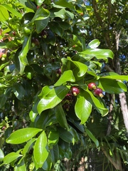 Eugenia brasiliensis