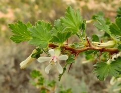 Ribes leptanthum