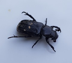 Clinterocera scabrosa