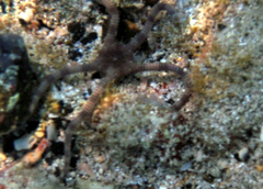 Image of Ophioderma cinereum