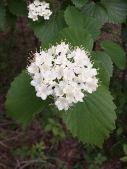 Viburnum bracteatum