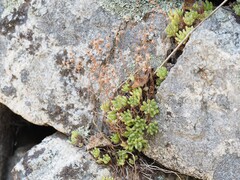Sedum hirsutum, photograph (c) Louis Aureglia, some rights reserved (CC BY)