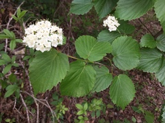 Viburnum bracteatum