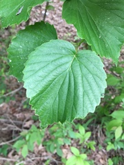 Viburnum bracteatum