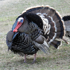 Meleagris gallopavo merriami