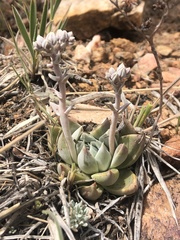 Dudleya abramsii affinis