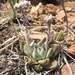 San Bernardino Mountains Dudleya - Photo (c) Aaron Echols, some rights reserved (CC BY-NC), uploaded by Aaron Echols